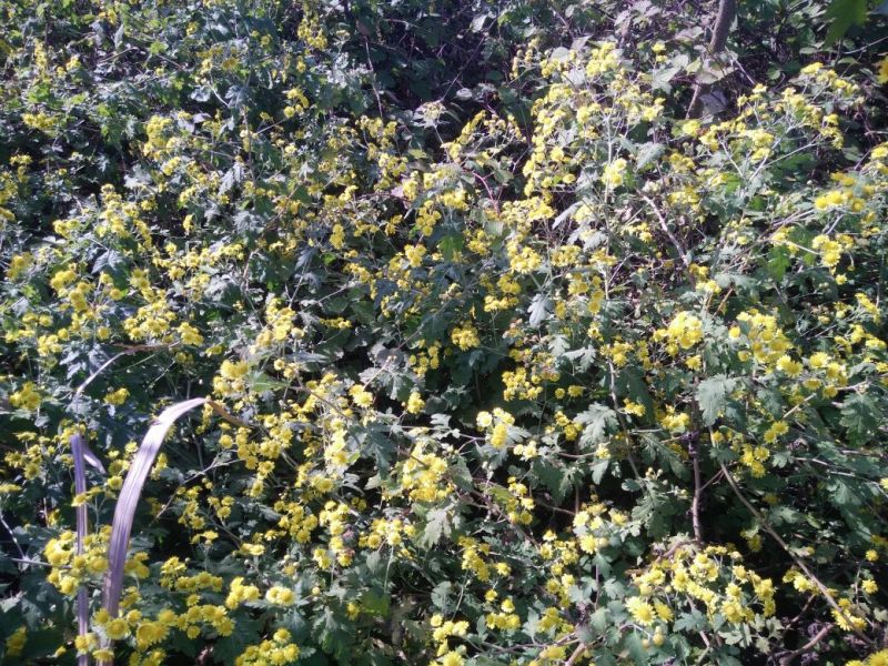 野菊花纯野生环境生长。散装（高含量，无硫包过检）