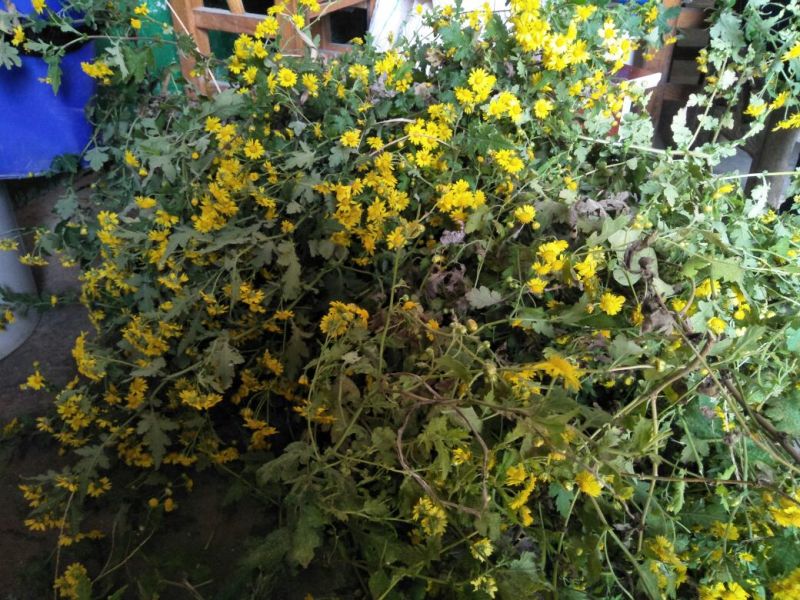 野菊花散装