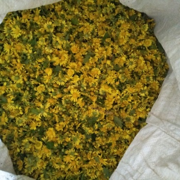 野菊花散装
