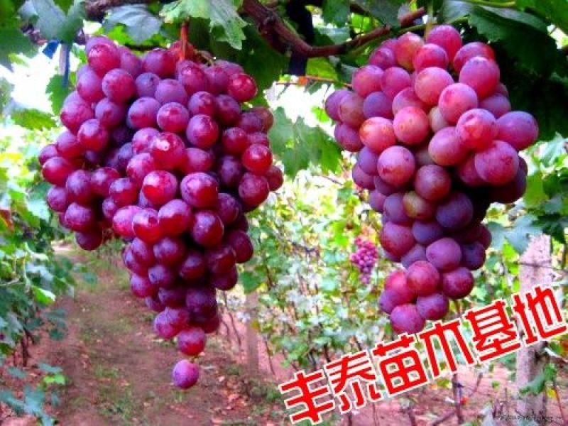 葡萄苗哪里有葡萄苗，山东葡萄苗，葡萄苗木基地