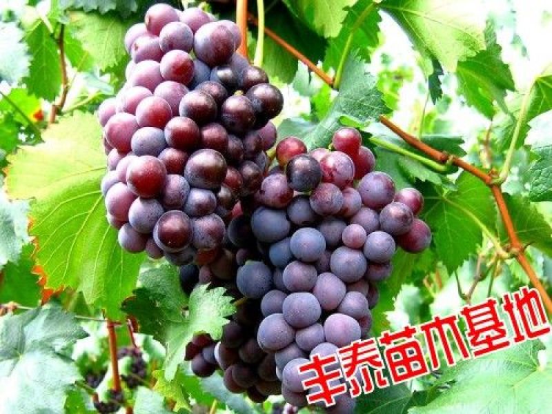 葡萄苗哪里有葡萄苗，山东葡萄苗，葡萄苗木基地