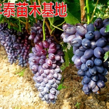 葡萄苗哪里有葡萄苗，山东葡萄苗，葡萄苗木基地