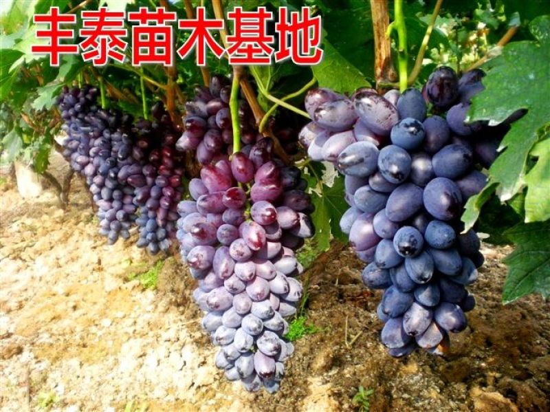 葡萄苗哪里有葡萄苗，山东葡萄苗，葡萄苗木基地