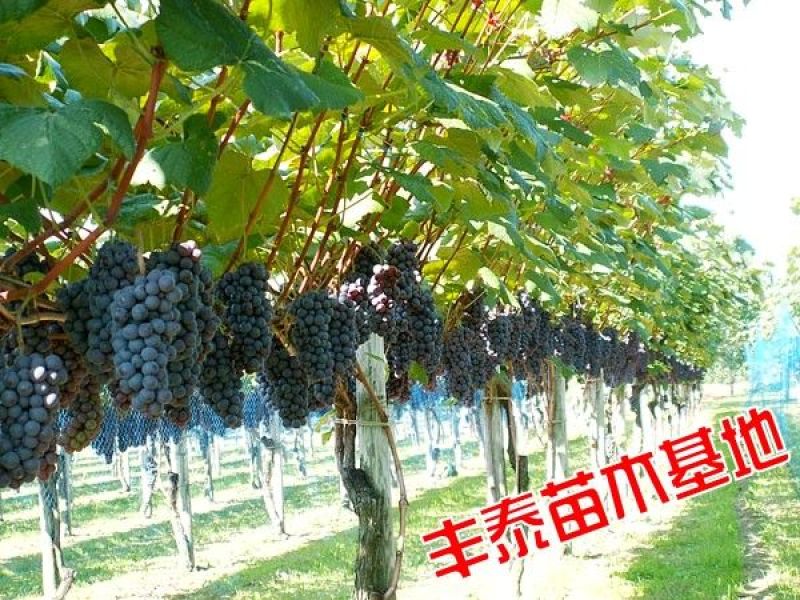 葡萄苗哪里有葡萄苗，山东葡萄苗，葡萄苗木基地