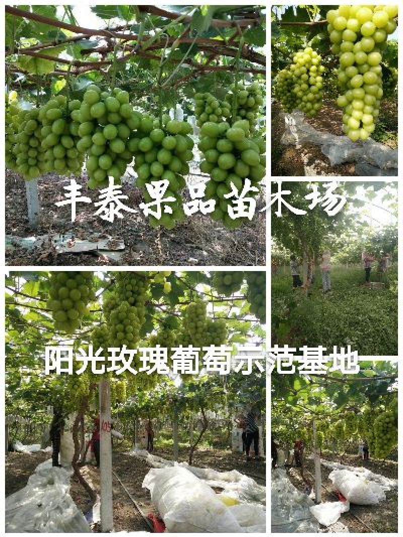 葡萄苗早熟葡萄苗种植葡萄苗大棚葡萄苗山东葡萄苗