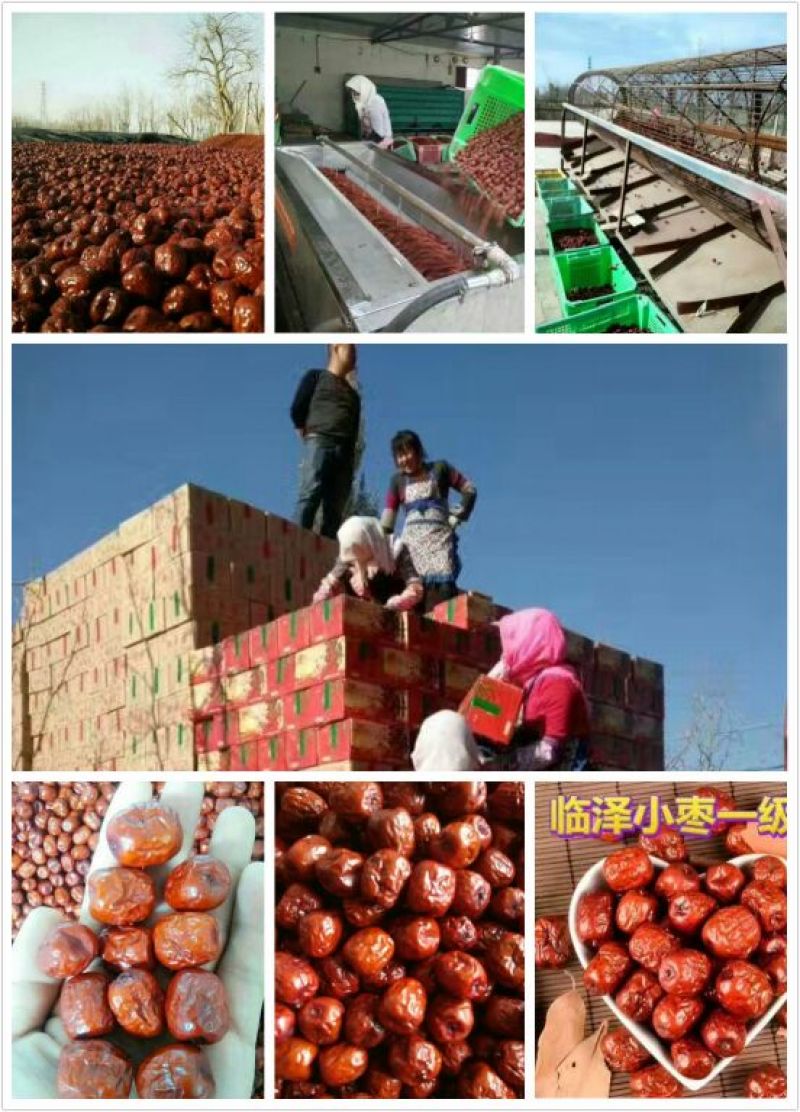 精品临泽红枣一级干枣，产地批发一手货源。