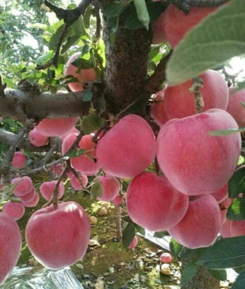 绥中县红富士苹果基地，色好口感好皮毛亮，商超市场电商直供