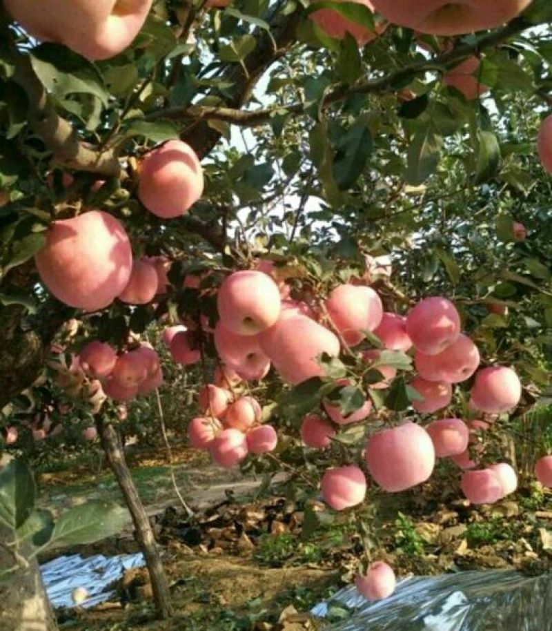 绥中县红富士苹果基地，色好口感好皮毛亮，商超市场电商直供