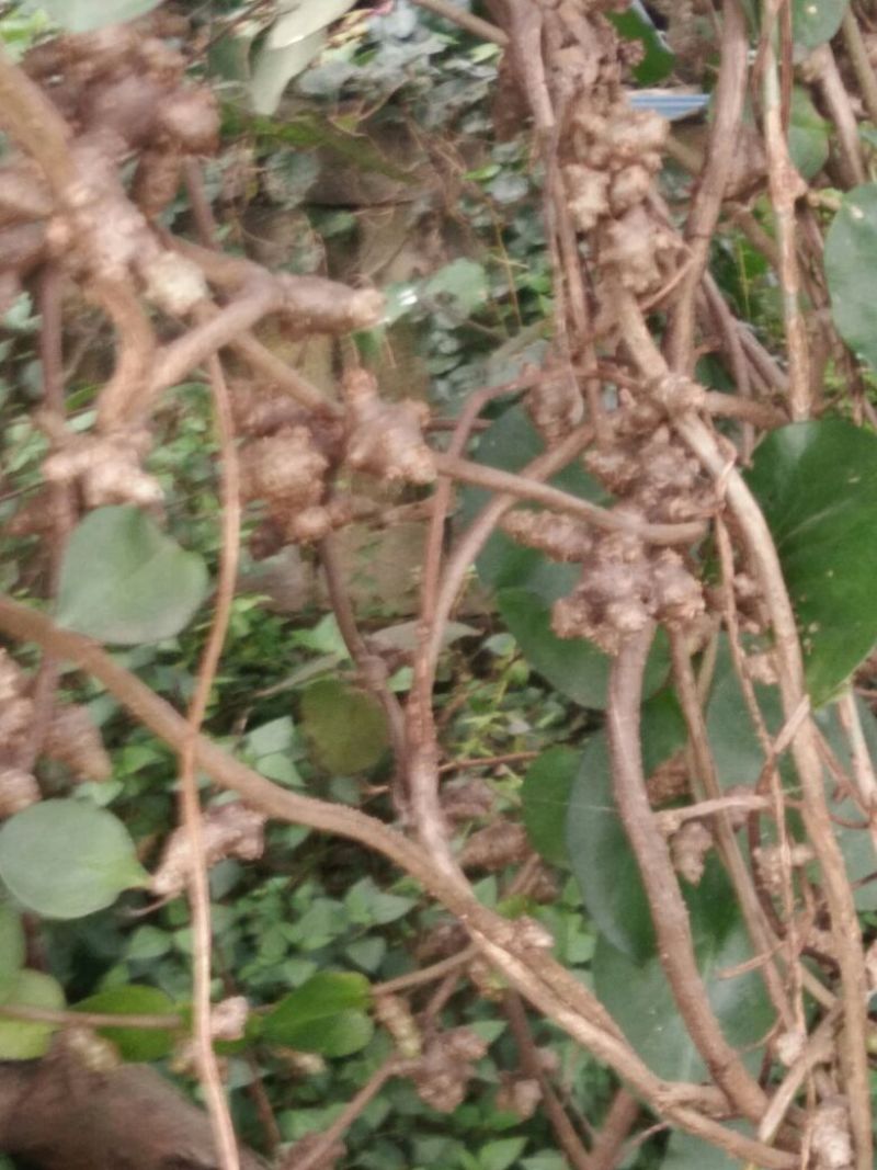 藤三七