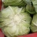 扁包菜1~2公斤通货