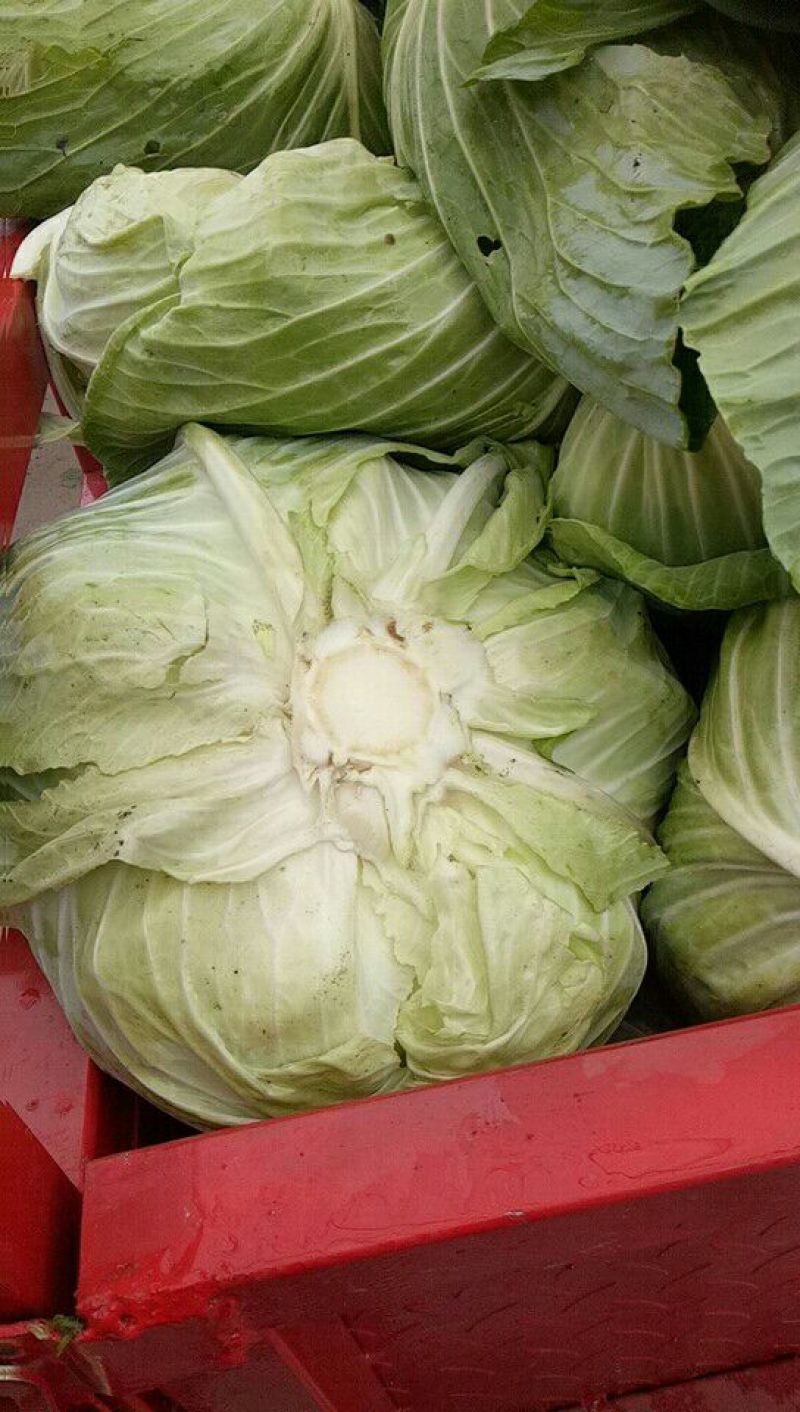 扁包菜1~2公斤通货