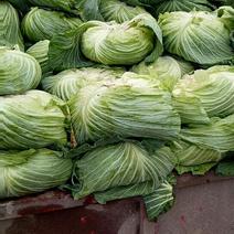 扁包菜1~2公斤通货