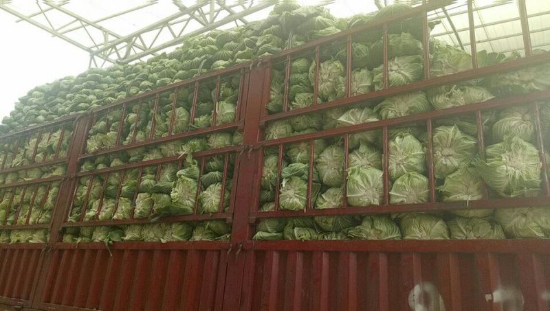 扁包菜1~2公斤通货