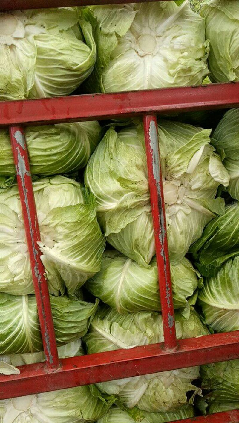 扁包菜1~2公斤通货