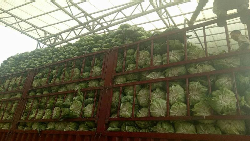 扁包菜1~2公斤通货