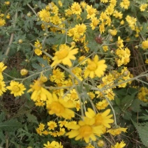野菊花袋装