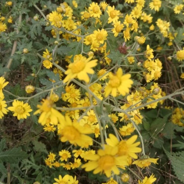 野菊花袋装