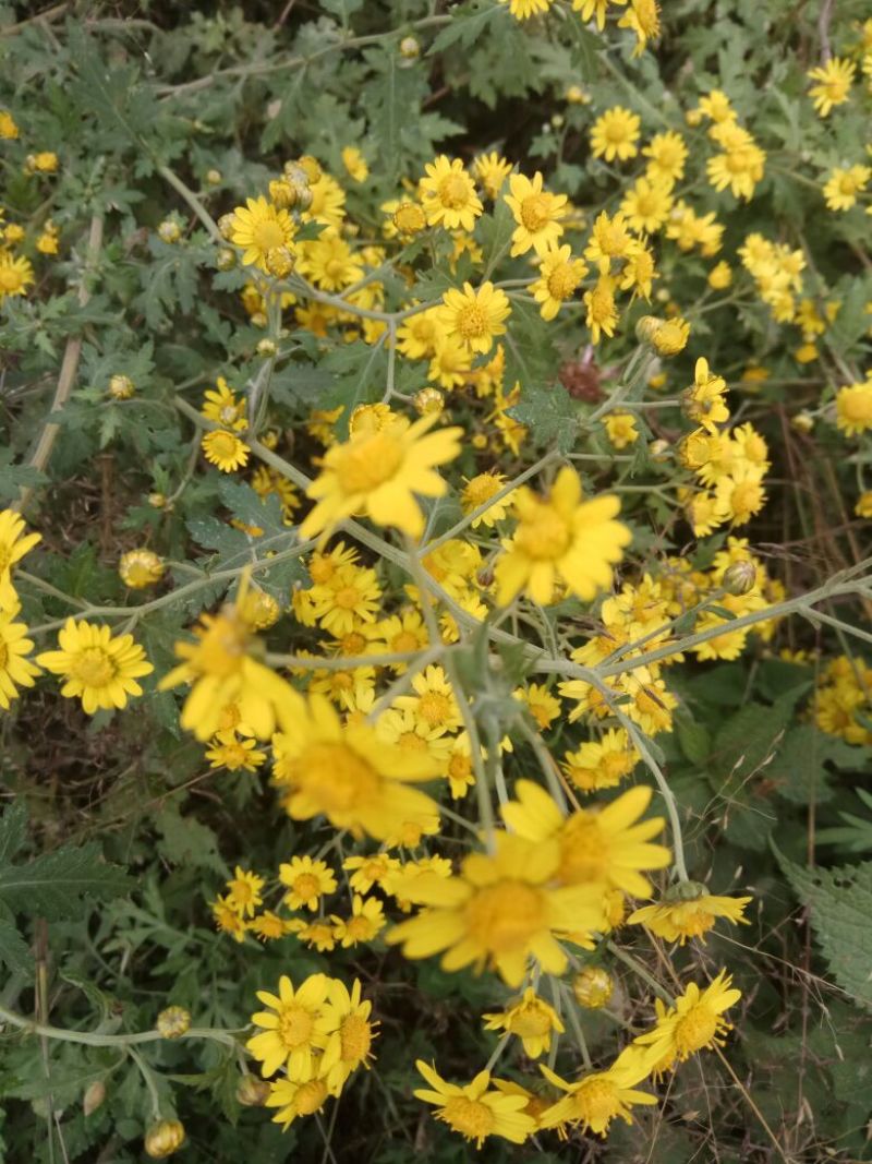 野菊花袋装