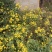 野菊花袋装