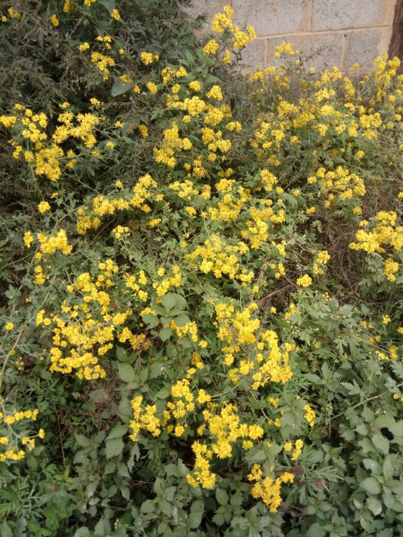 野菊花袋装