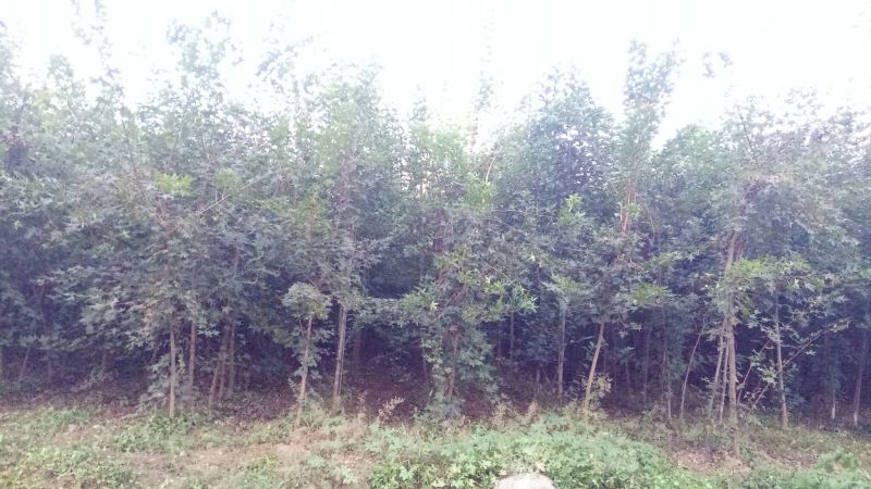 女贞4~6cm