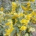 野菊花袋装