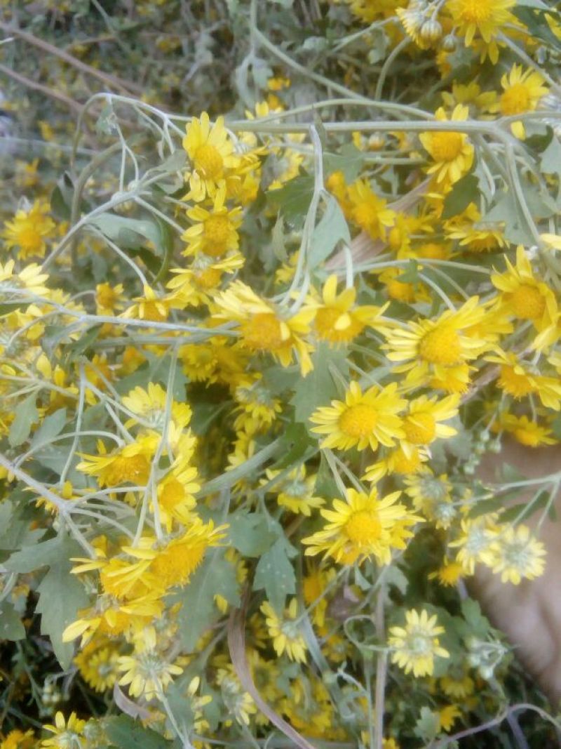 野菊花袋装