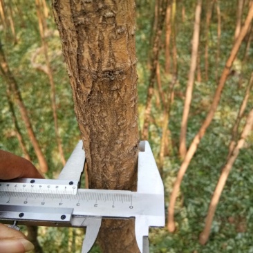 国槐2~4cm4cm以下1米以下