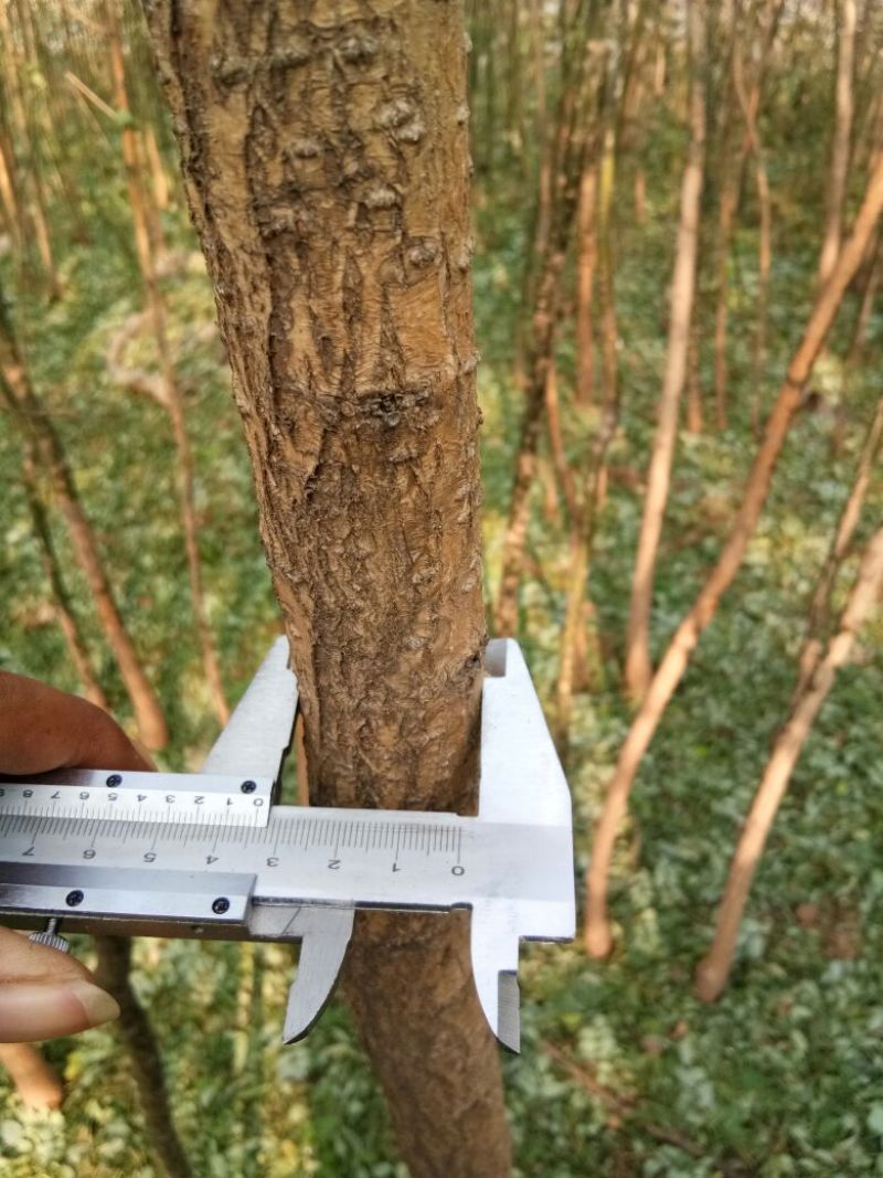 国槐2~4cm4cm以下1米以下