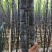 黑皮甘蔗6~8斤5~6cm2~2.5米