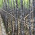 黑皮甘蔗6~8斤5~6cm2~2.5米