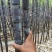 黑皮甘蔗6~8斤5~6cm2~2.5米