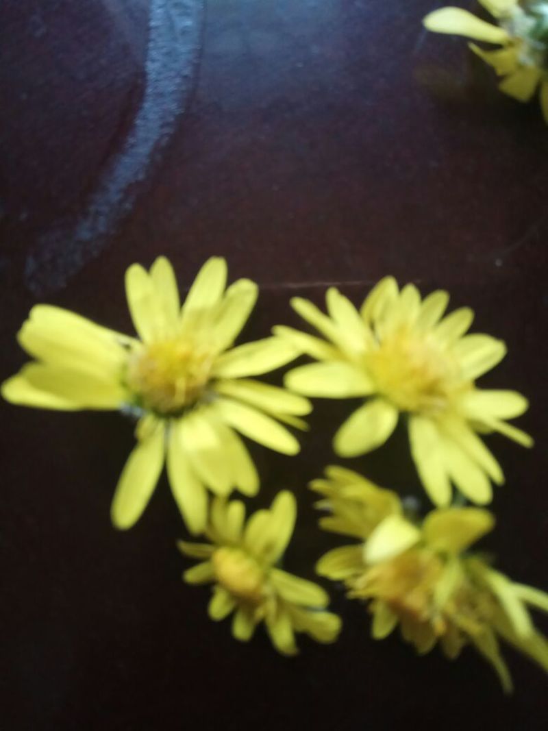 野菊花袋装