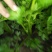 西芹60cm以上