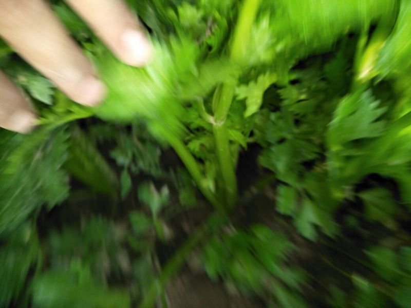 西芹60cm以上