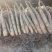 山药3~4厘米一级通货40~50厘米