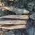 山药3~4厘米一级通货40~50厘米
