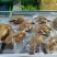 辣子鸡