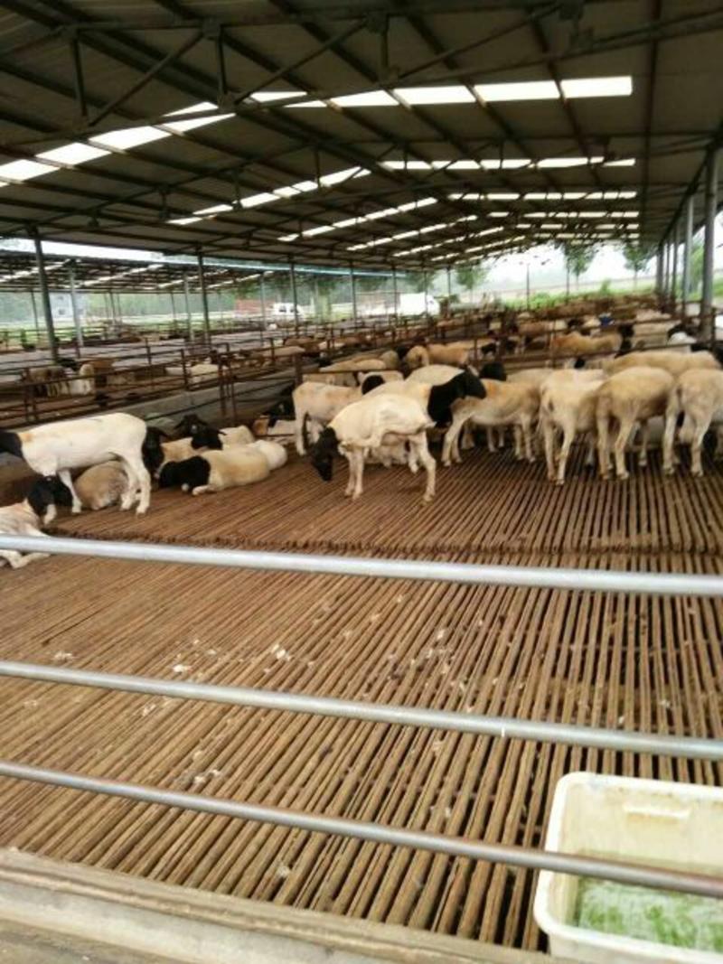 黑头羊50~80斤/头规格齐全价格优惠全国发货欢迎咨询