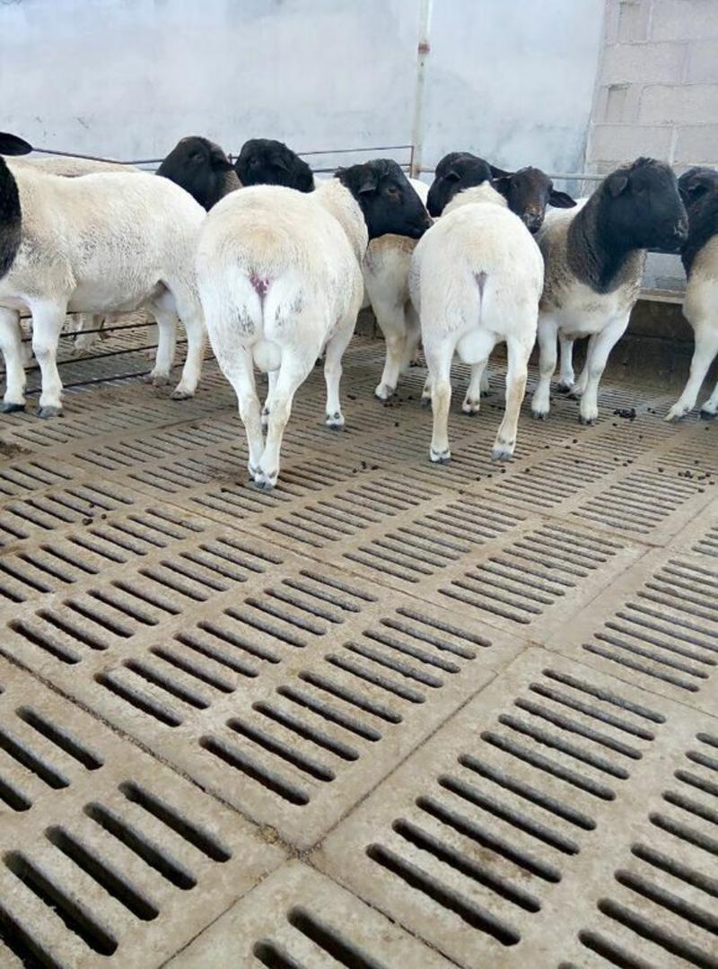 黑头羊50~80斤/头规格齐全价格优惠全国发货欢迎咨询