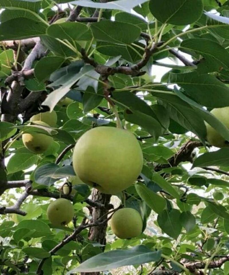 绥中县花盖梨基地，秋分后上市，光果，合作社自产优质货源