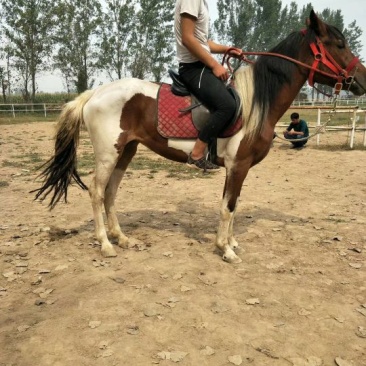 肉马200~300kg