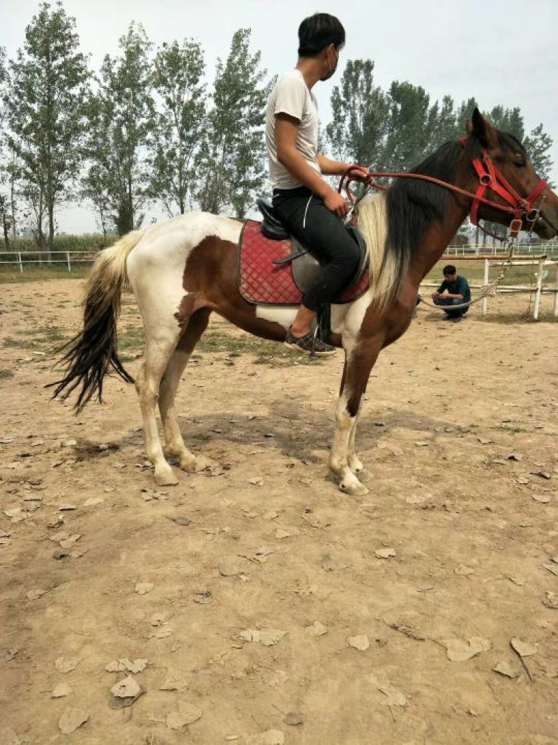 肉马200~300kg