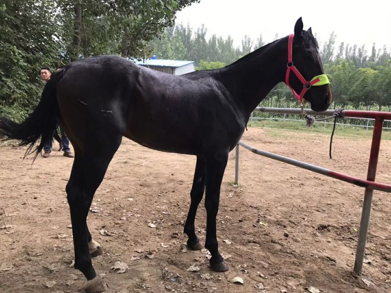 肉马200~300kg