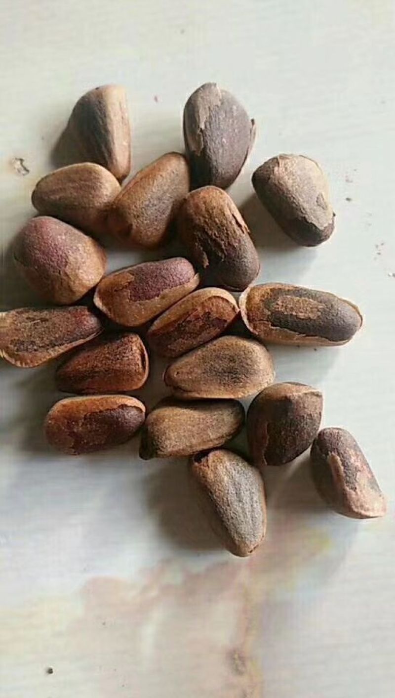 松子特级
