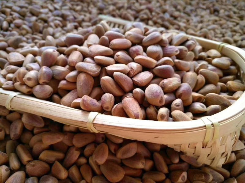 松子特级
