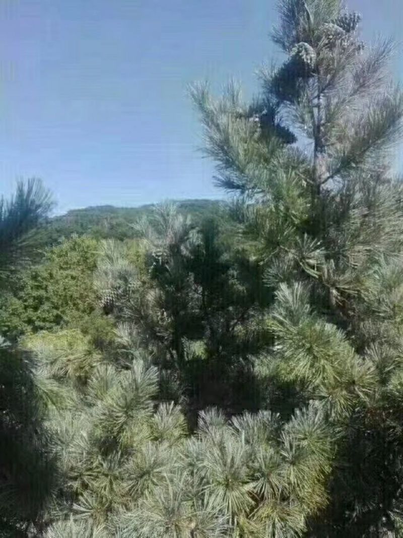 松子特级