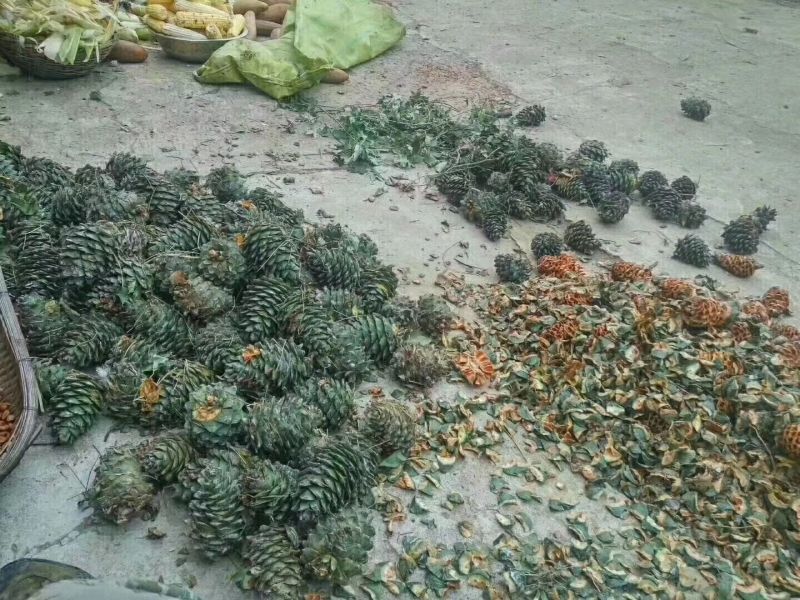松子特级