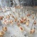 三黄鸡9~12月