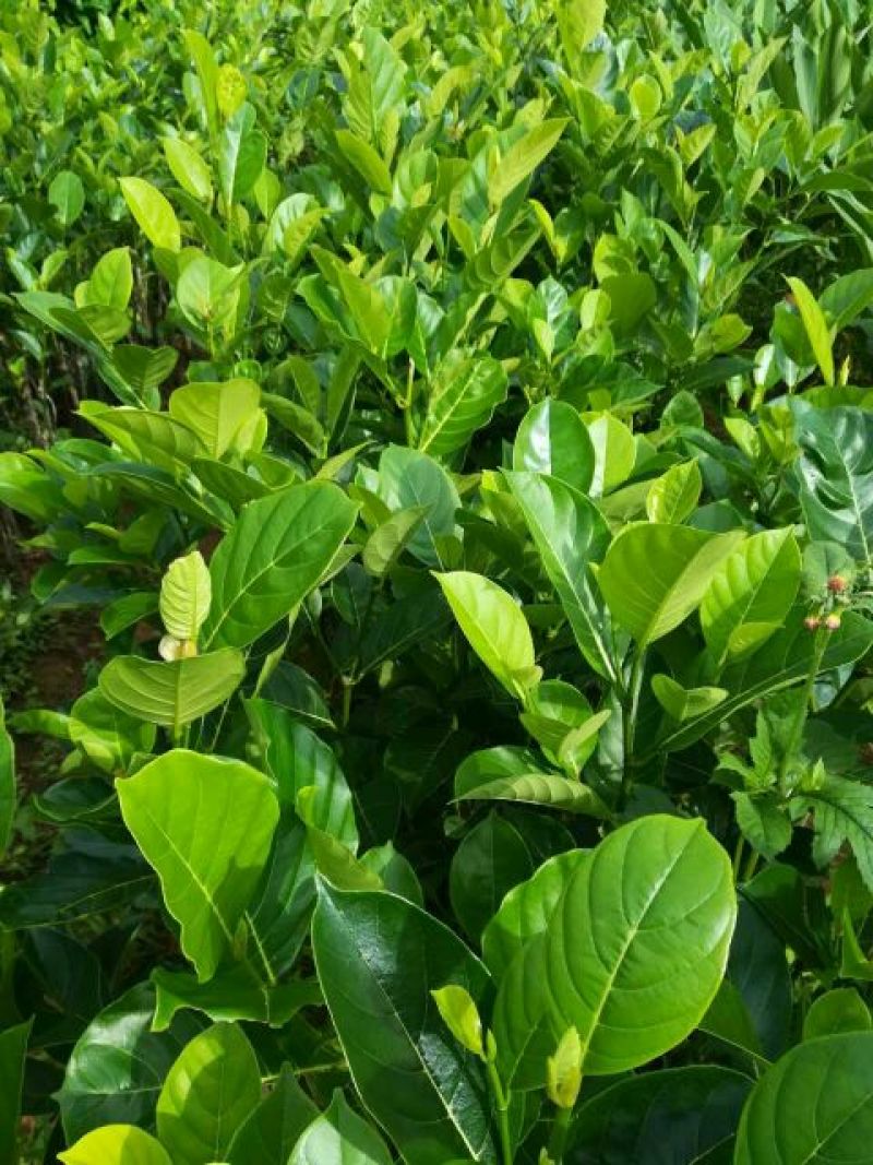 1号，5号，8号，12号菠萝蜜苗稿接树